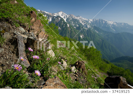 高山植物和白馬山贊 37419525