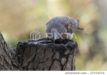 Senzoku池塘公園黃尾魚 37419558