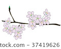 櫻花 37419626