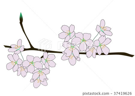 櫻花 37419626