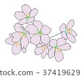 櫻花 37419629