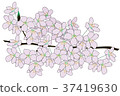 櫻花盛開 37419630