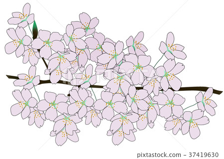 櫻花盛開 37419630
