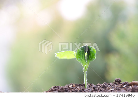 Pumpkin sprout panting Pumpkin sprout panting 37419940