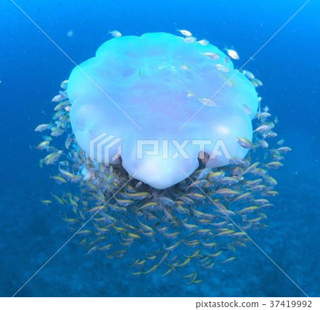 像飛碟一樣的怪物水母 37419992