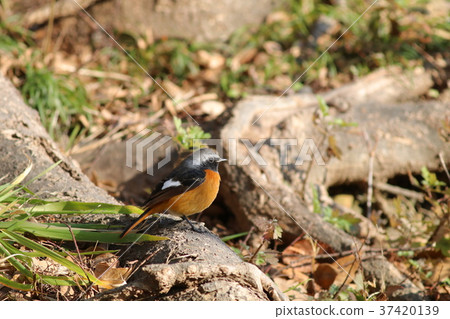 Wild Bird Red-faced Red Captain Male 37420139