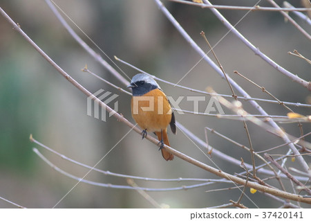 Wild Bird Red-faced Red Captain Male 37420141