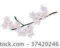 櫻花 37420246