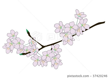 櫻花 37420246