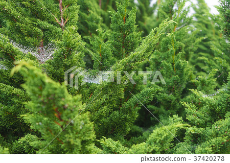 Dew drops on cobweb on top of the pine trees Dew drops on cobweb on top of the pine trees 37420278