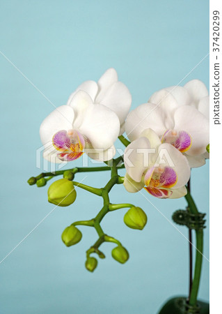 優雅的白色蝴蝶蘭 37420299