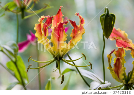 靠窗的Gloriosa 37420318
