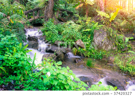 Little waterfall with a stone bridge in a green Little waterfall with a stone bridge in a green 37420327