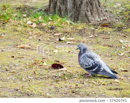 1 bird in the park 1 bird in the park 37420741