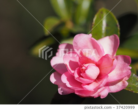冬天牡丹 冬天牡丹 37420999