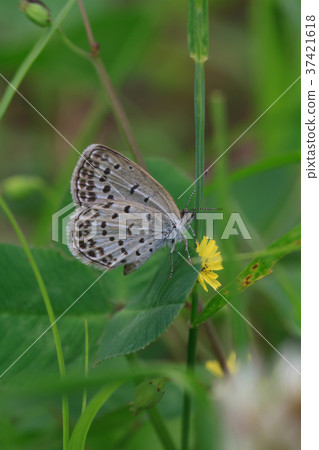 Yamato Shizimi Yamato Shizimi 37421618