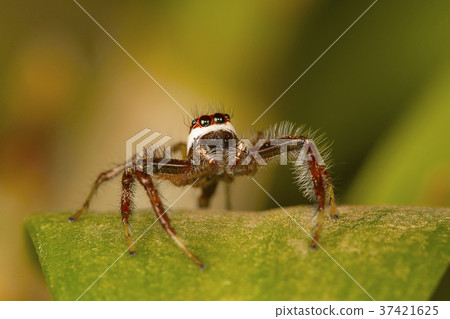 Male jumping spider Telamonia dimidiata, close-up Male jumping spider Telamonia dimidiata, close-up 37421625