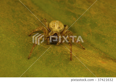 Social spider of the genus Stegodyphus Social spider of the genus Stegodyphus 37421632
