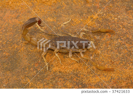 Fat tailed scorpion, genus Lychas Fat tailed scorpion, genus Lychas 37421633