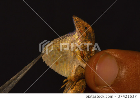 The dewlap or the fan of the fan throated lizard 37421637