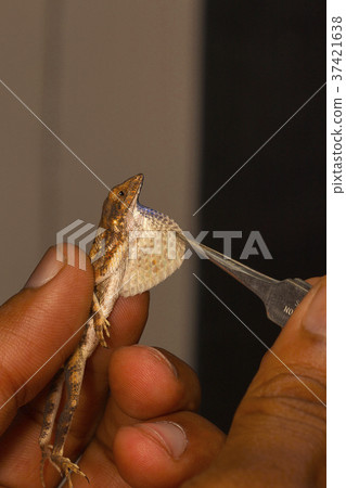 The dewlap or the fan of the fan throated lizard 37421638