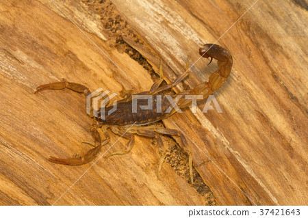 Fat tailed scorpion, genus Lychas 37421643