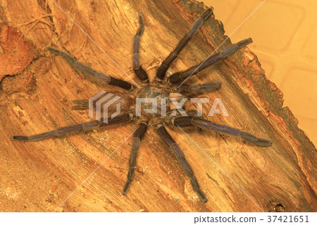 Male tarantula of the genus Chilobrachys Male tarantula of the genus Chilobrachys 37421651