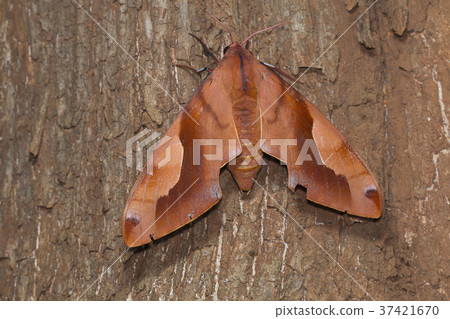 A large Hawk moth 37421670