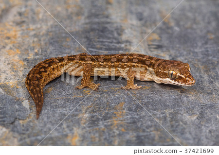 Satara leaf toed gecko, Hemidactylus sataraens 37421699