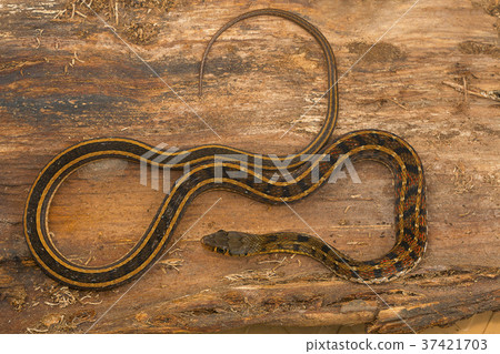 Buff striped keelback snake, Amphiesma stolata  37421703
