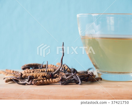 Select focus of mushroom cordyceps this a herbs 37421750