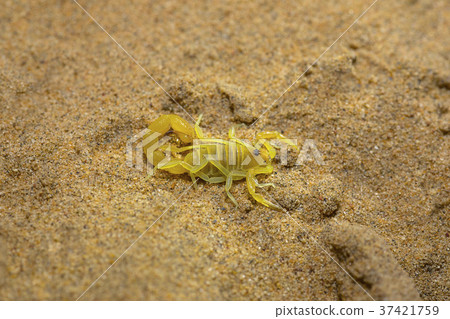 Scorpion, Orthochirus pallidus Scorpion, Orthochirus pallidus 37421759
