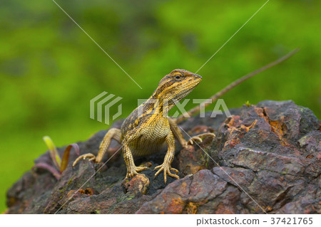 The fan-throated lizard The fan-throated lizard 37421765