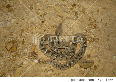 Sochurek's Saw-scaled Viper, Echis Carinatus Sochurek's Saw-scaled Viper, Echis Carinatus 37421766