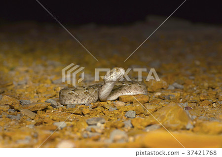 Sochurek's Saw-scaled Viper, Echis Carinatus  37421768