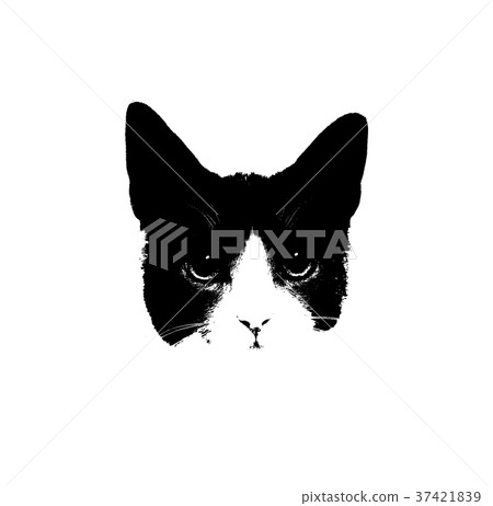 Cat  37421839