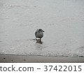 Seagull at the beach 37422015