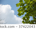 楓葉和初夏的天空 37422043