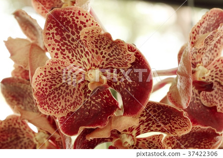 Vanda orchids flower natural 37422306