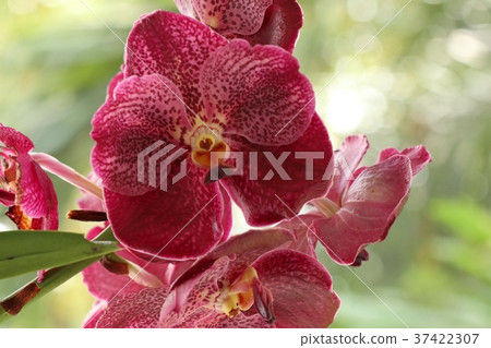 Pink vanda orchids flower 37422307