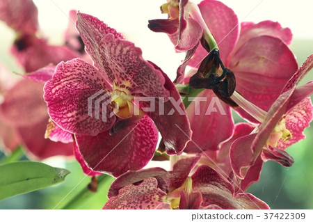 Pink vanda orchids flower 37422309