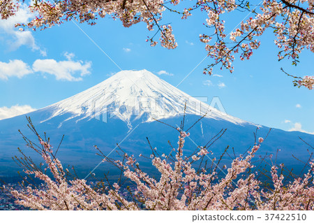 Fuji foreground is cherry blossoms 37422510