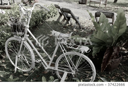 Vintage bicycles decoration garden Vintage bicycles decoration garden 37422666