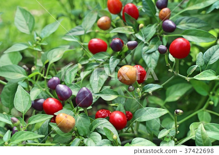 Cherry peppers in tropical Cherry peppers in tropical 37422698