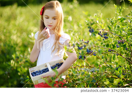 Cute little girl picking fresh berries on organic blueberry farm on warm and sunny summer day 37423094