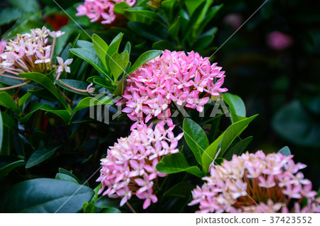 Star flower, flower 37423552