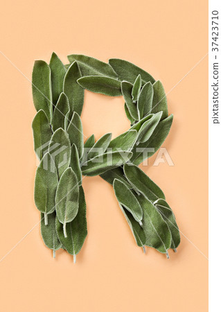 Letter R made from green petals of sage Letter R made from green petals of sage 37423710