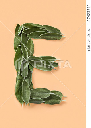 Letter E made from green petals of sage Letter E made from green petals of sage 37423711