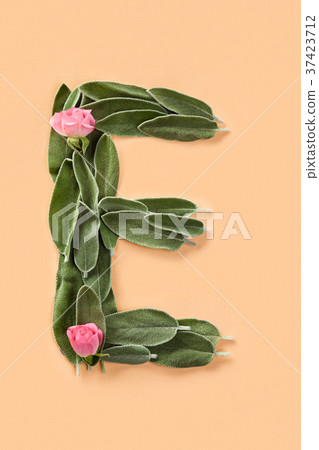 Letter E made from green petals of sage Letter E made from green petals of sage 37423712