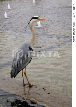 Gray heron 37423844